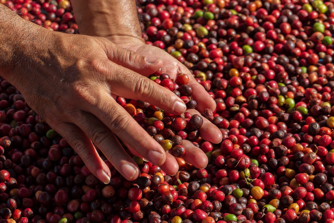 Bio-Kaffee für Pour Over: Warum Bio-Kaffee besonders gut für Pour Over ist und welche Marken empfohlen werden.