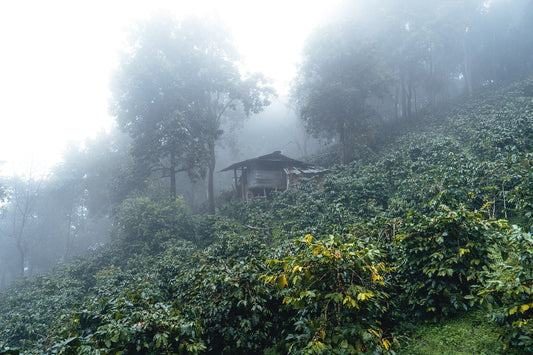 Exquisiter Kaffee aus Asien: Vielfalt und Kaffeekultur asiatischer Kaffees!