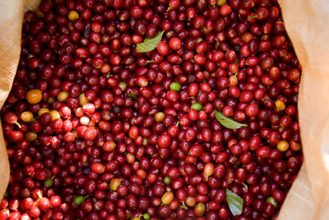 Kaffee aus Guatemala - 100% Arabica Kaffee