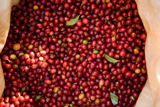 Kaffee aus Guatemala - 100% Arabica Kaffee