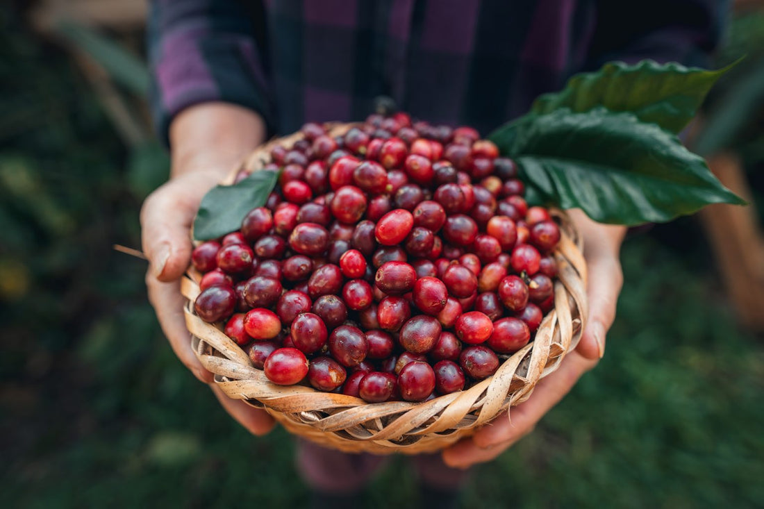 Kaffee aus Honduras | Arabica Kaffee Bohnen