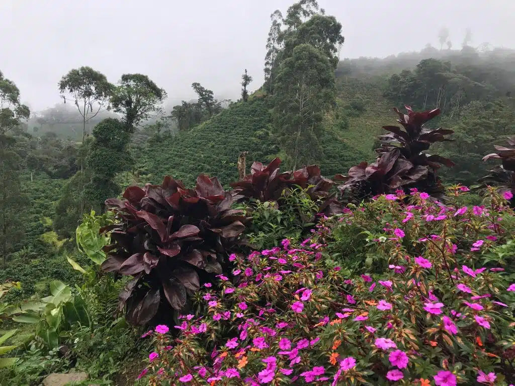 Kaffee aus Nicaragua: Bourbon, Catuai, Caturra und Pacamara.
