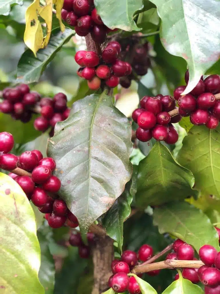Was ist Pacamara Kaffee? | Nicaragua, El Salvador