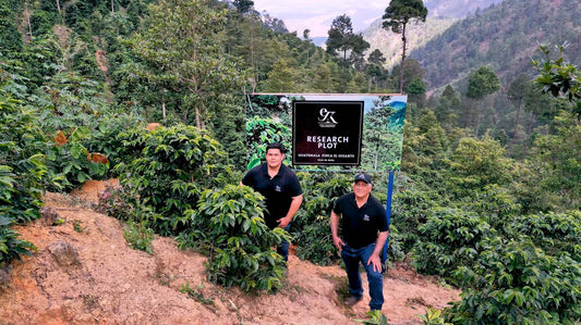 Entdecken Sie den besten Kaffee aus Guatemala