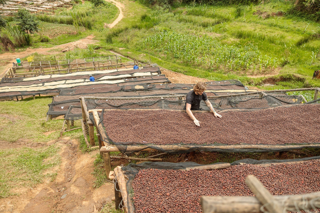 Anaerobe Kaffee-Fermentation: Was Sie über die Sauerstofffreie Methode wissen sollten