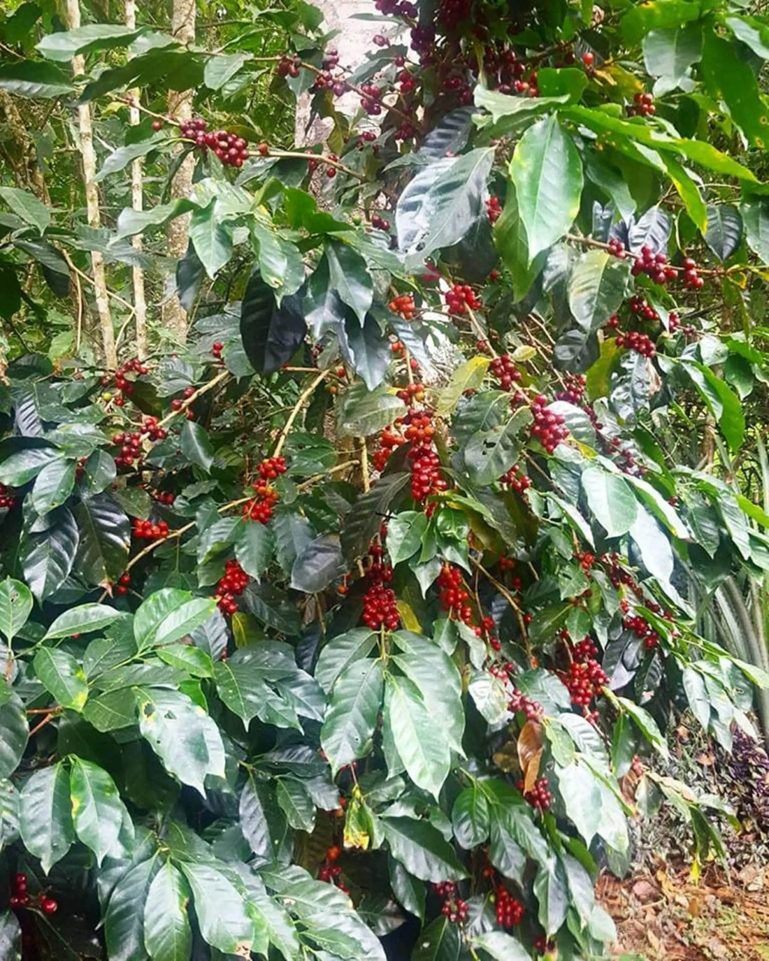 Was ist Lempira Kaffee? | Bohnen aus Honduras
