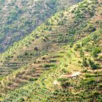 Äthiopien Harrar natural