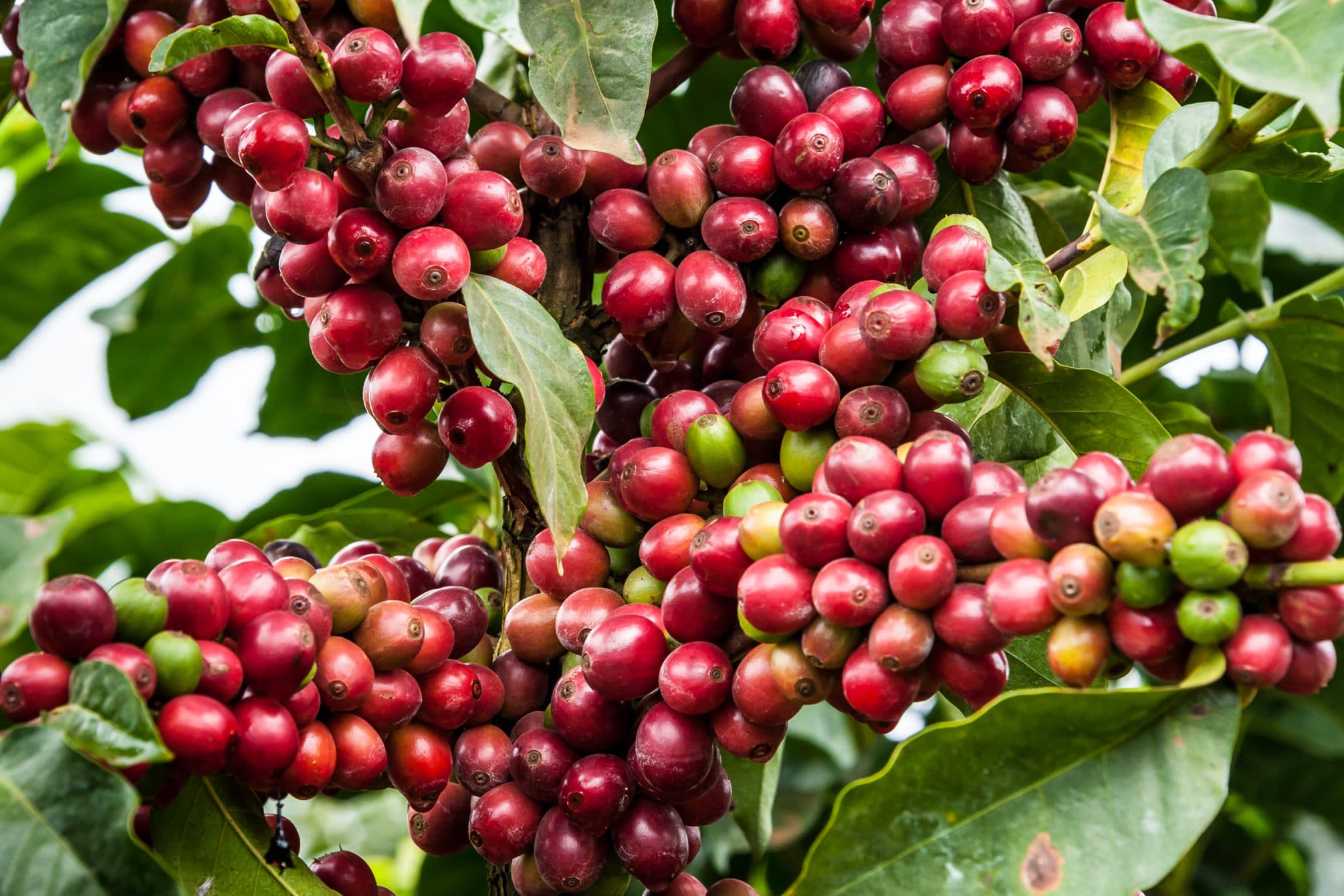 Darkness fruit. Цветок кофе Арабика. Coffee Cherry. Кофе с вишней. Декоративные плоды Кения.