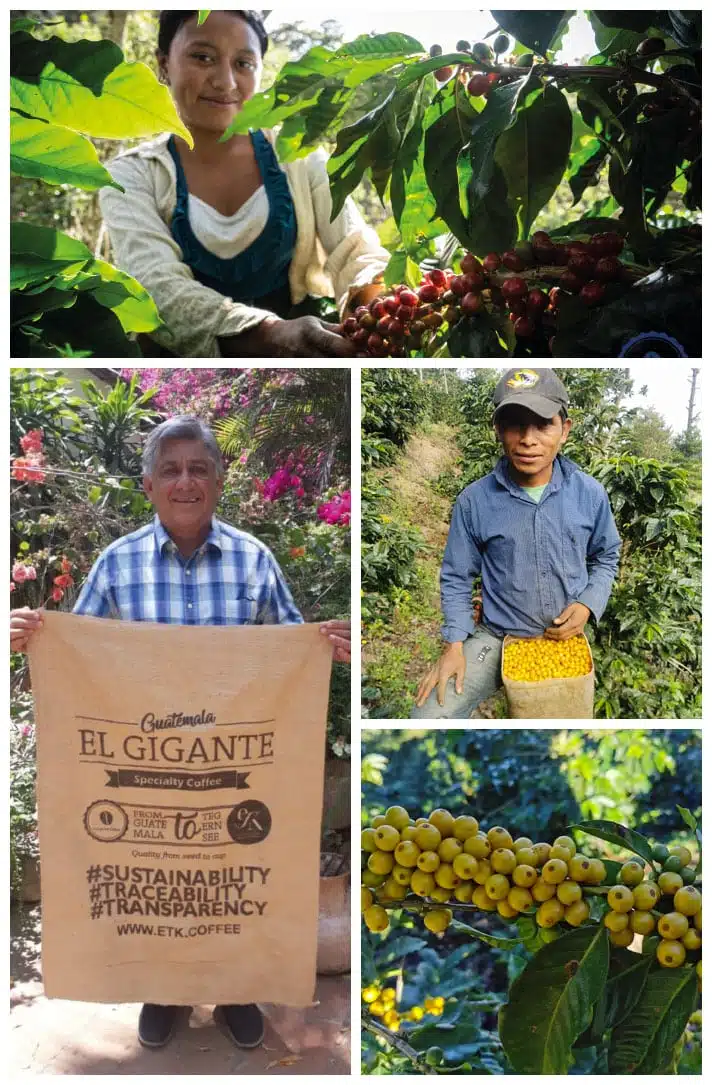 Research_Plot_Guatemala_01b Research_Plot_Guatemala_01b