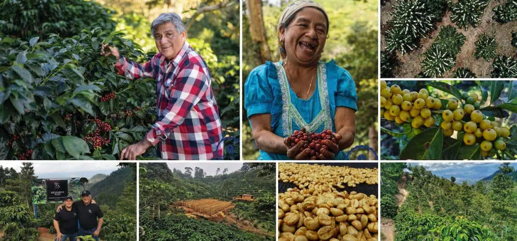 Research_Plot_Guatemala_02b