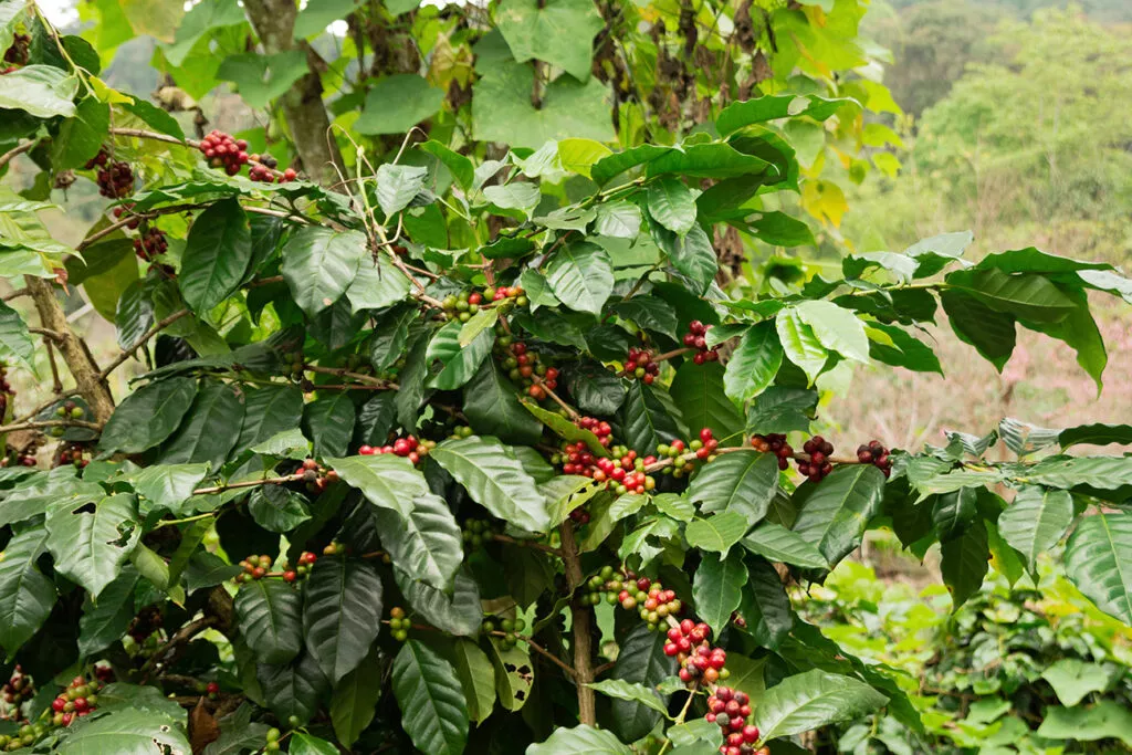 Kaffeebaum