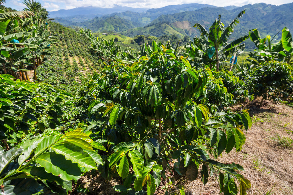 coffee-plantation-height