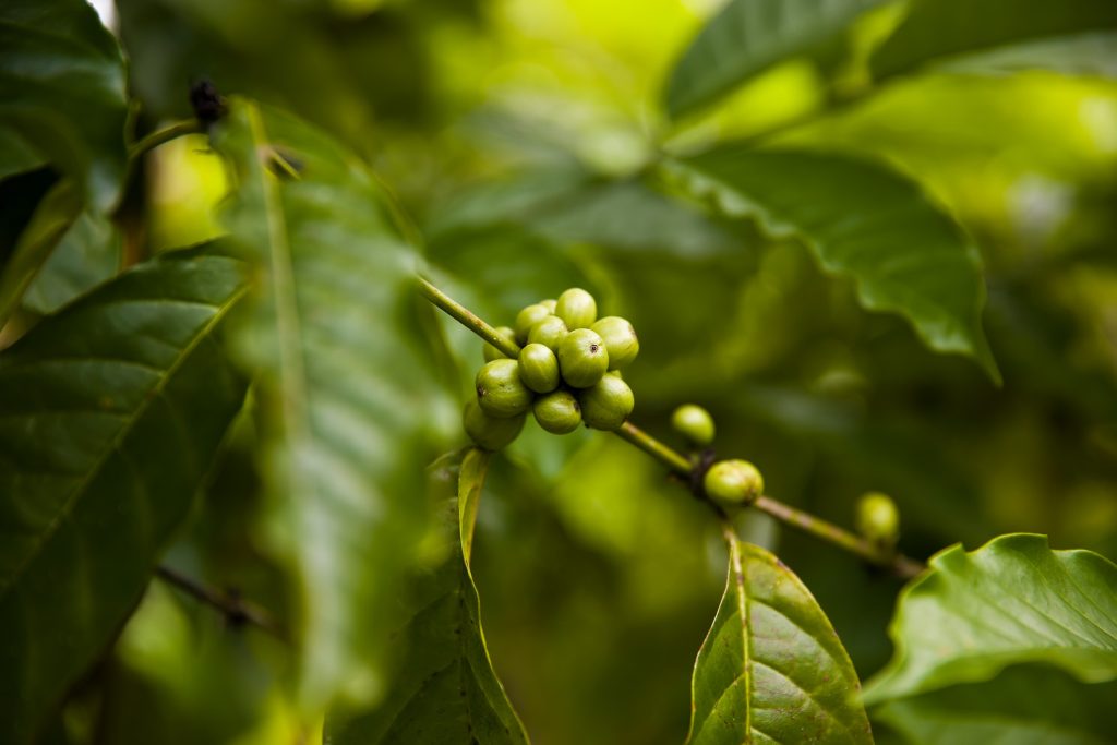 Exotische Kaffeebohnen