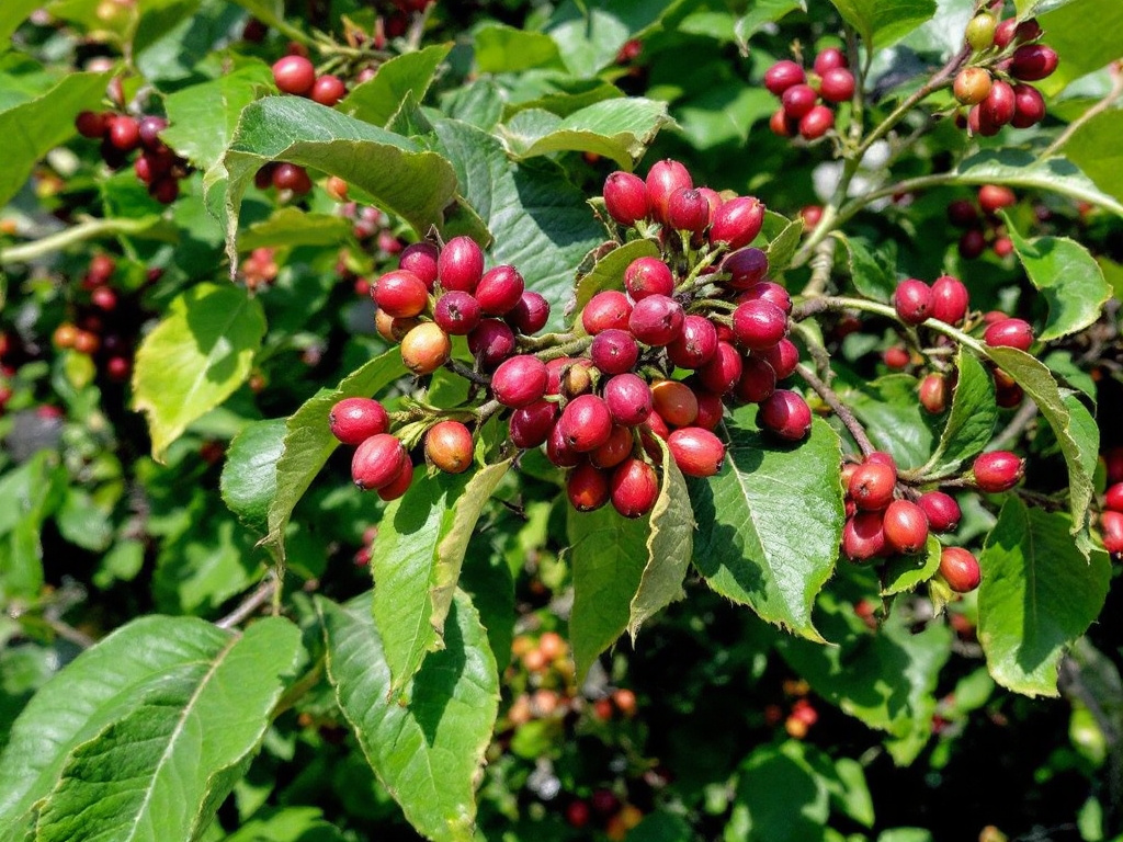 Liberica Kaffeebohnen