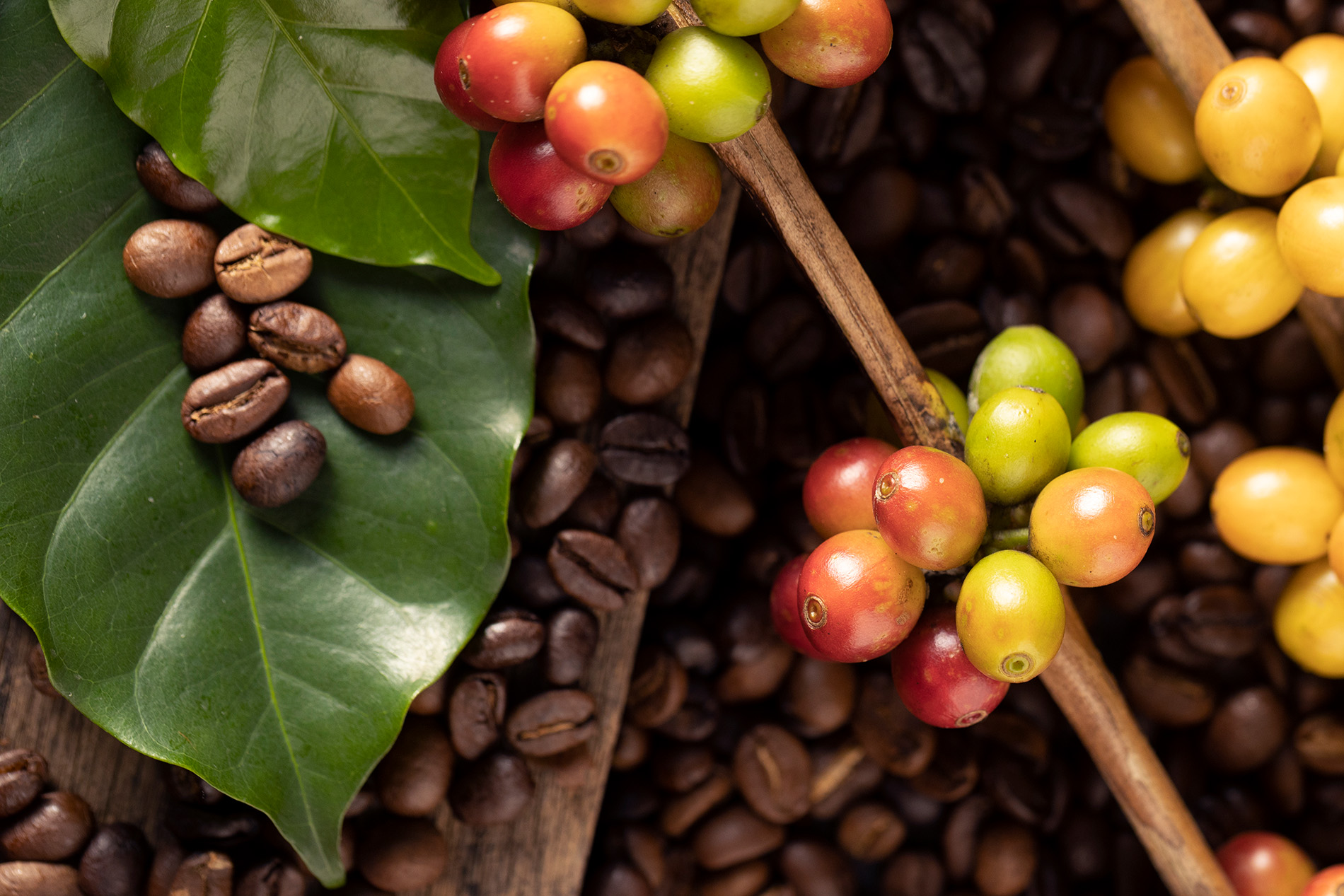 Wie wähle ich die richtigen Kaffeebohnen aus